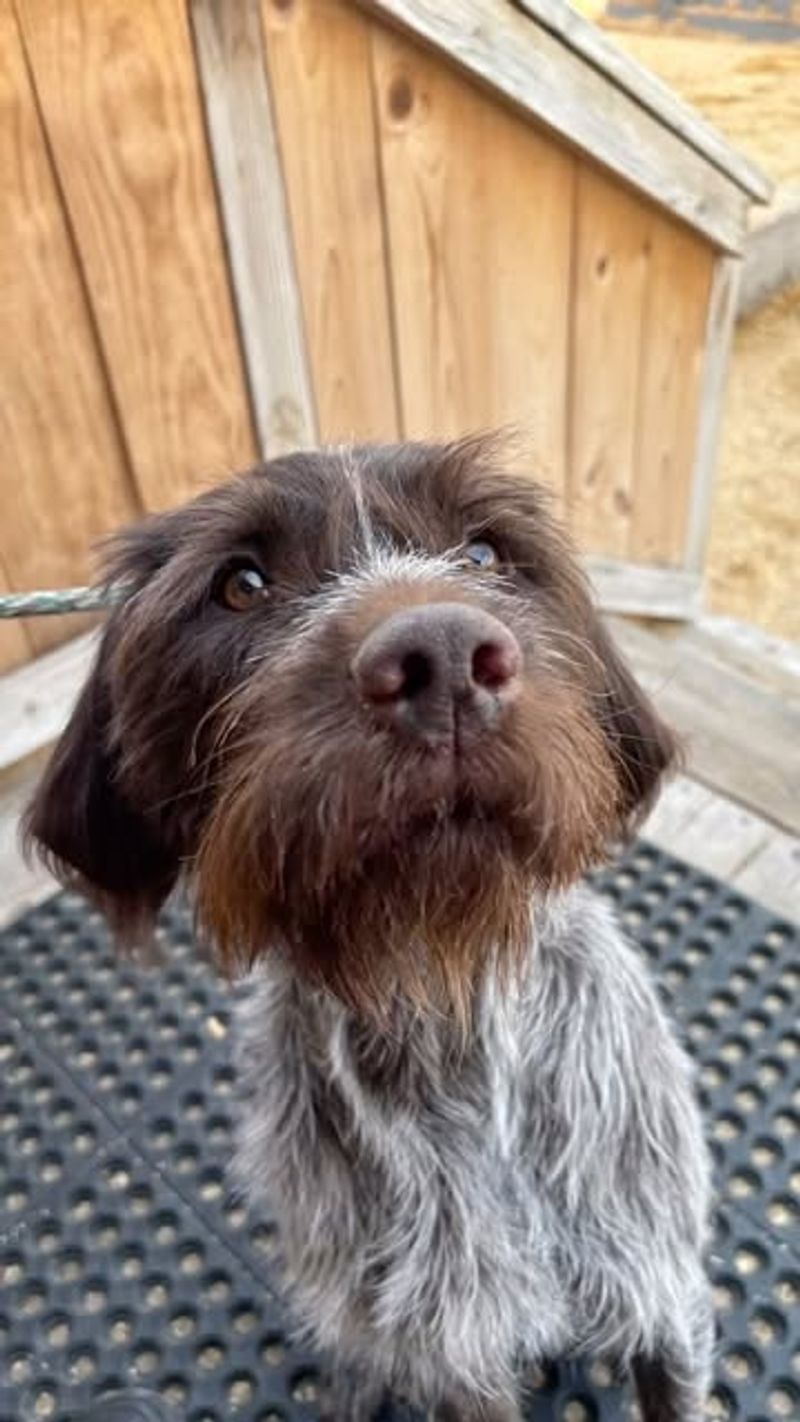 Wirehaired Pointing Griffon