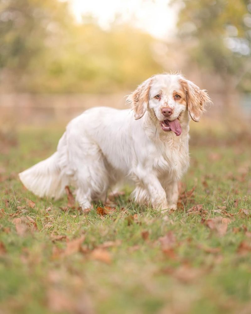 Clumber Spaniel