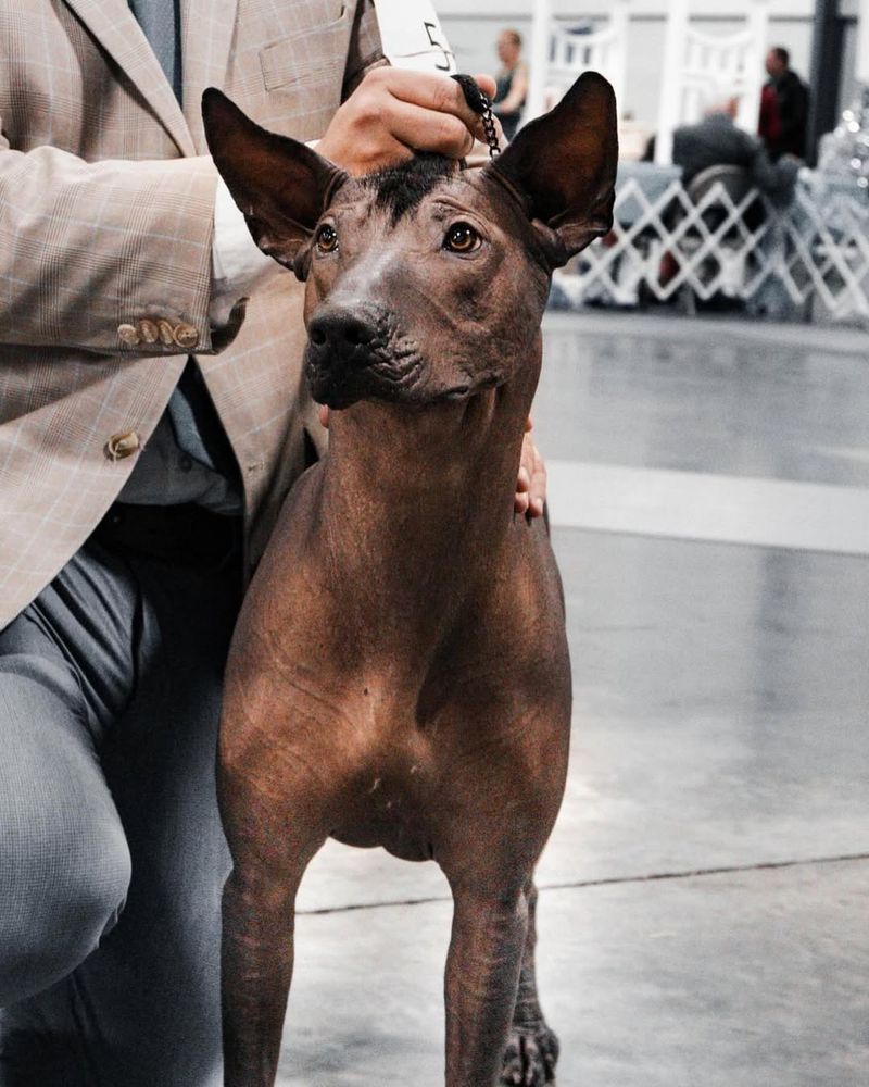 Xoloitzcuintli
