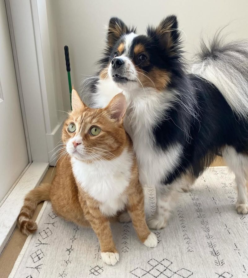 Papillon