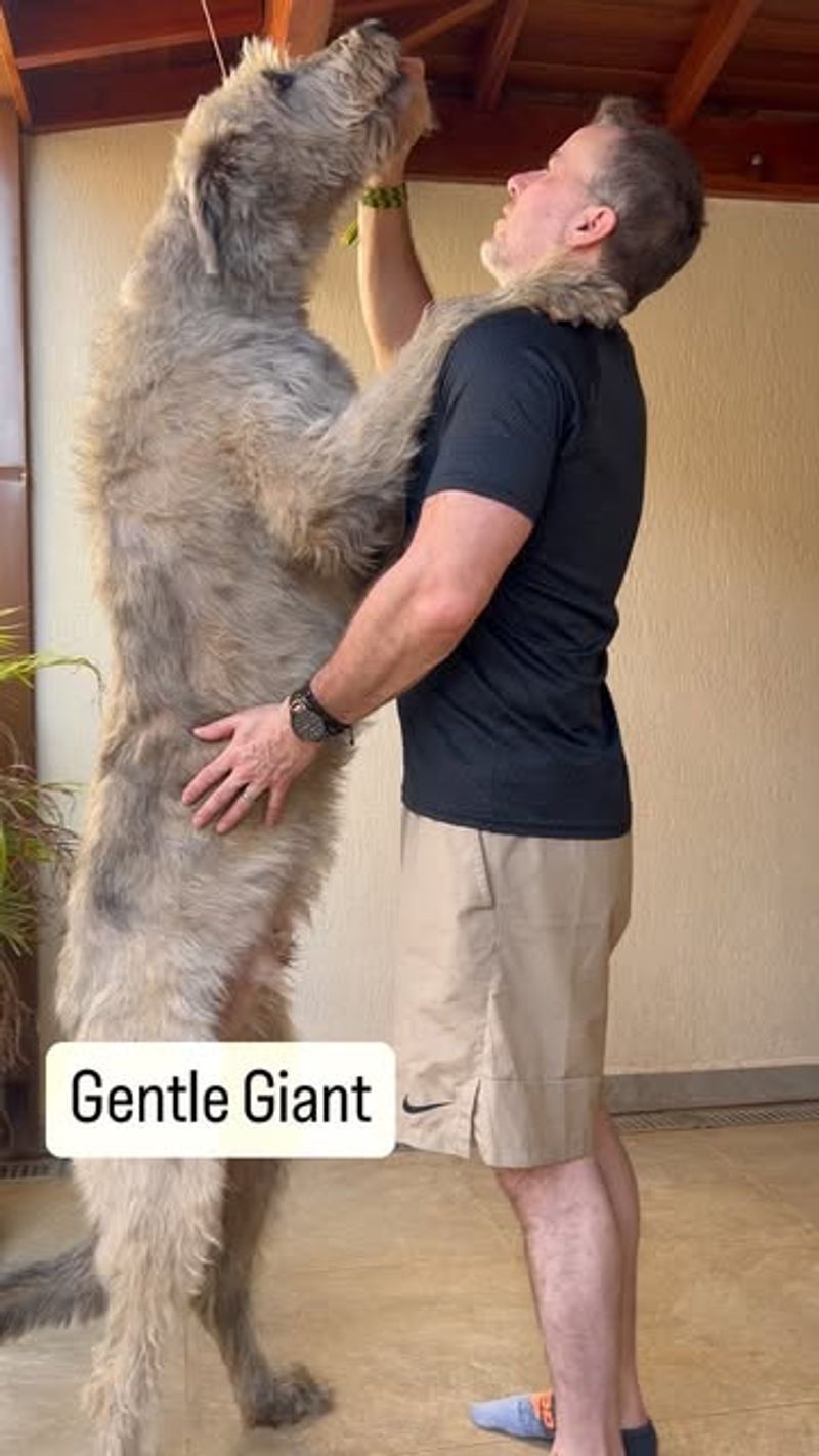 Irish Wolfhound