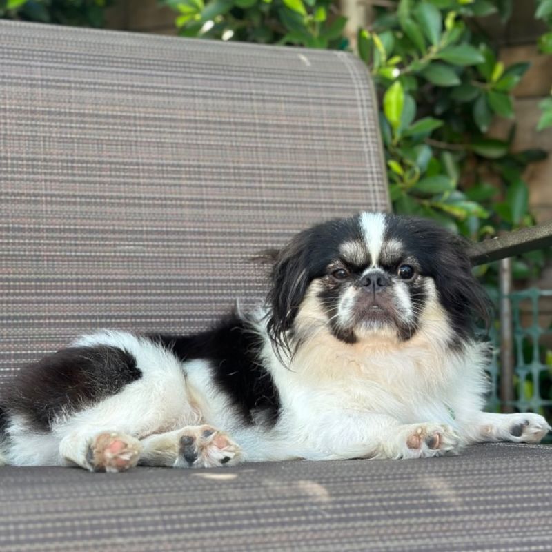 Japanese Chin