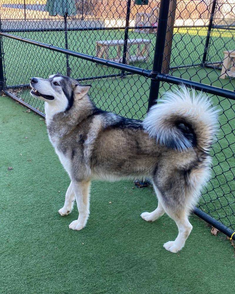 Alaskan Malamute