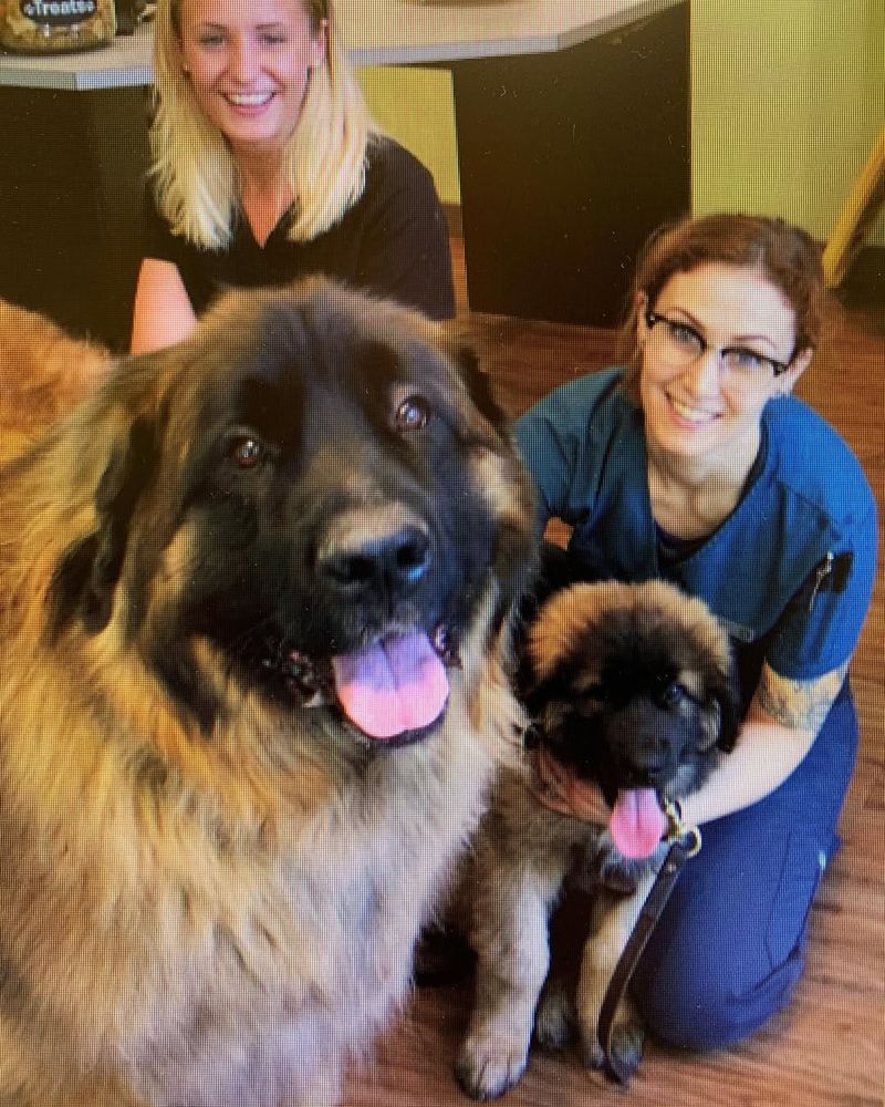 Leonberger