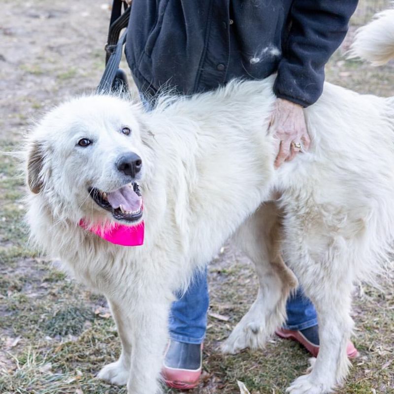 Great Pyrenees