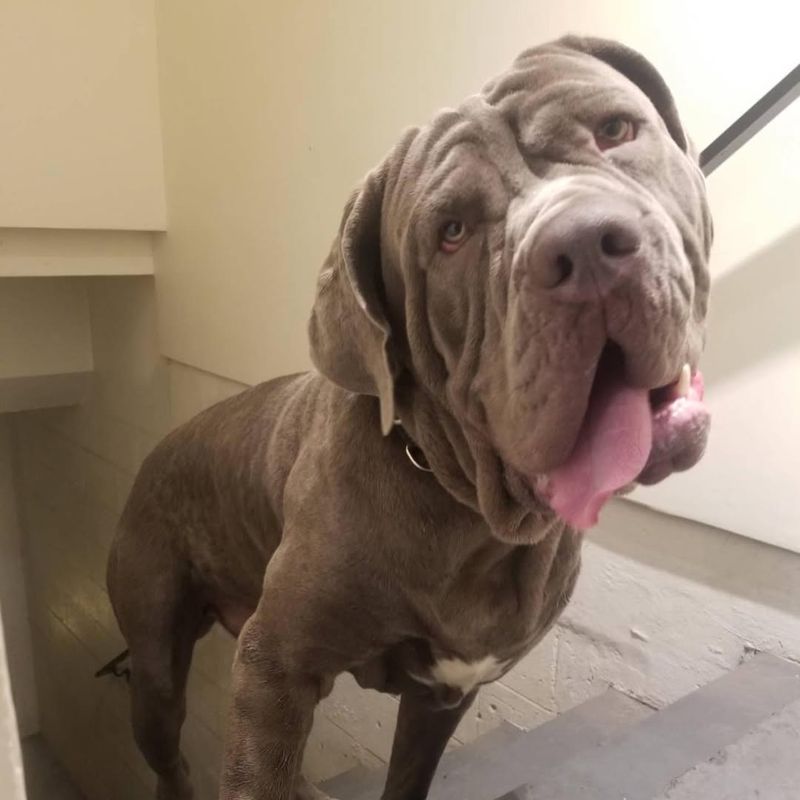 Neapolitan Mastiff