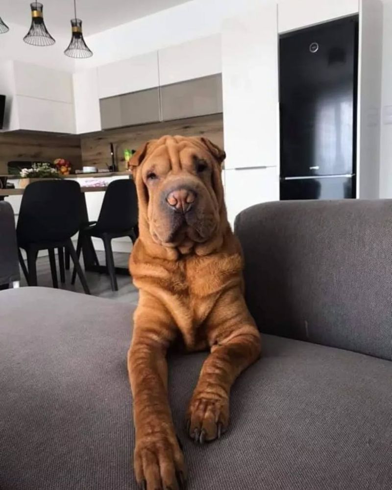 Shar Pei