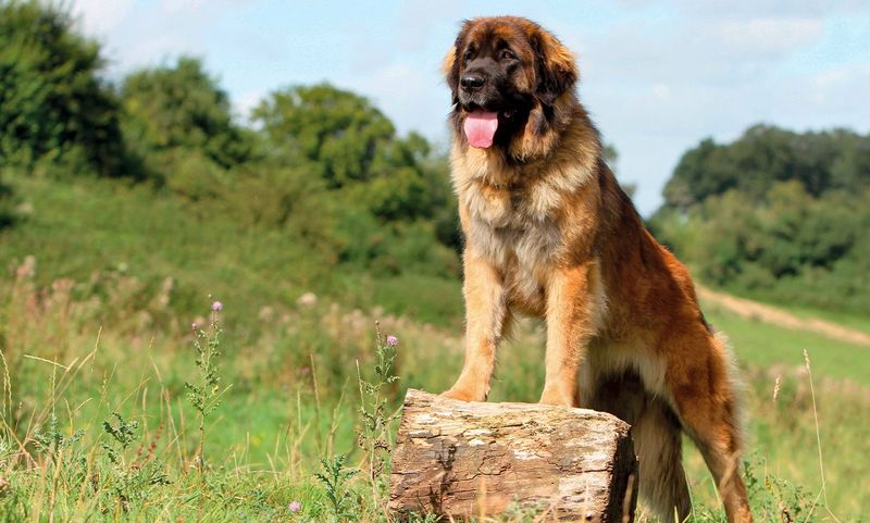 Leonberger