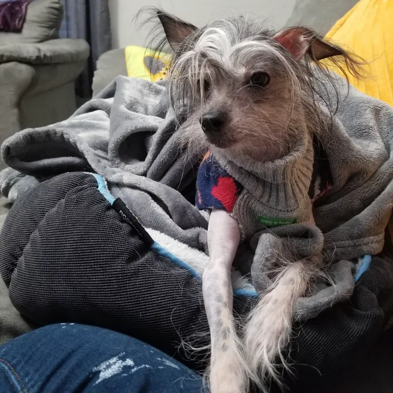 Chinese Crested