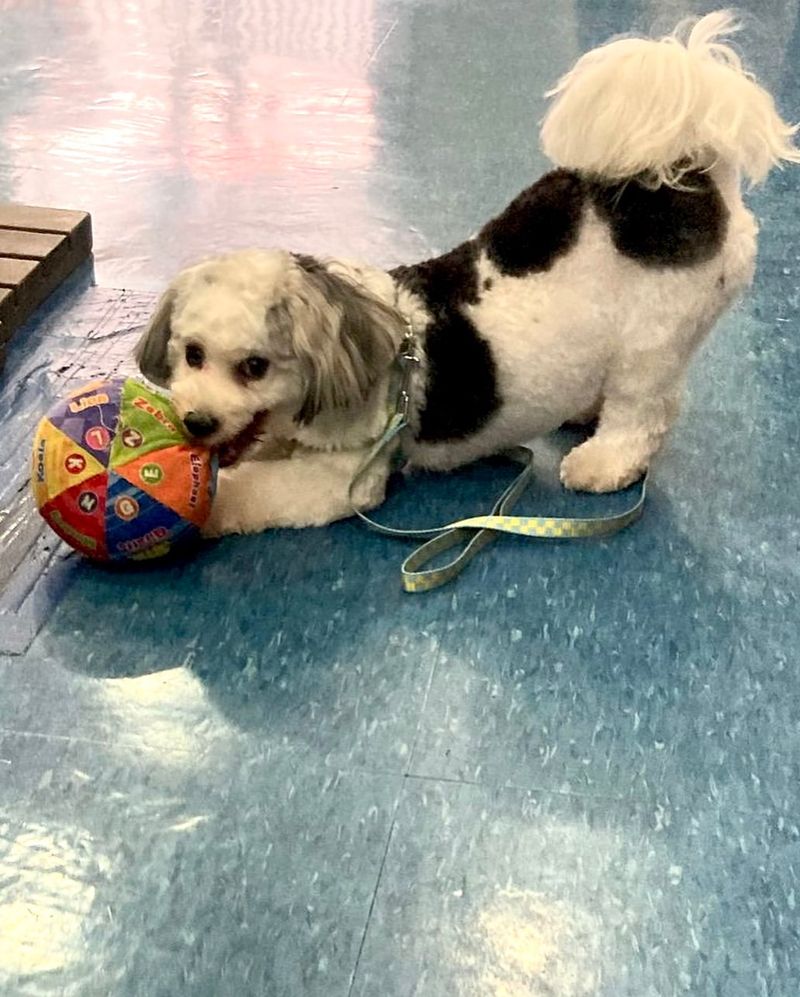 Havanese