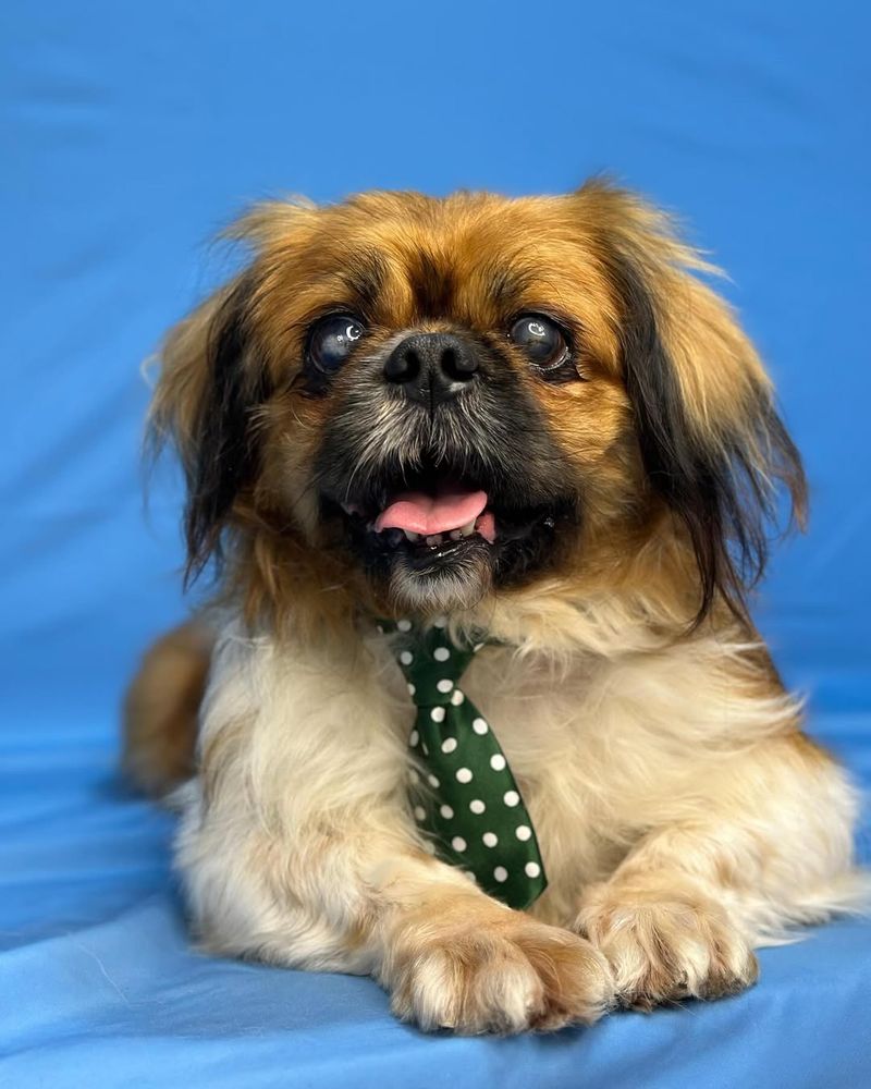 Pekingese