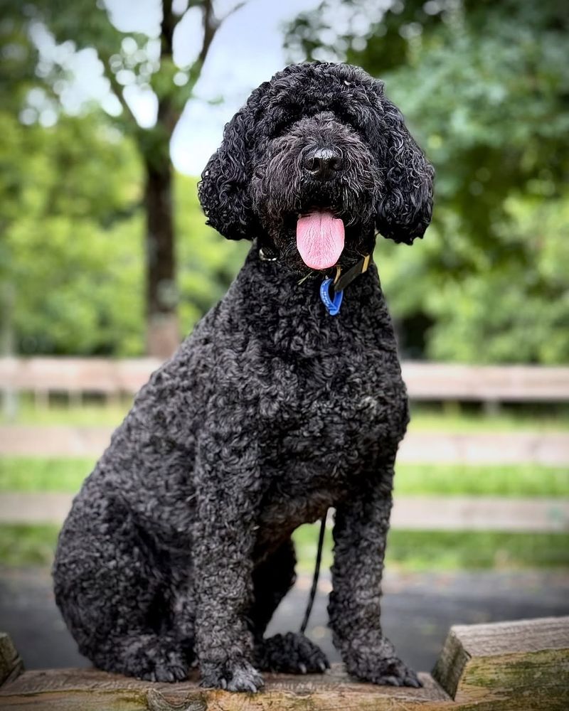 Portuguese Water Dog