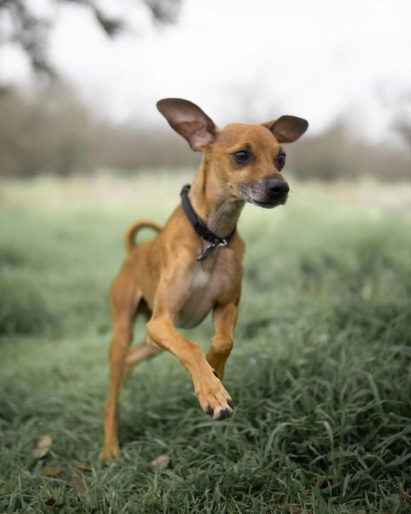 Italian Greyhound