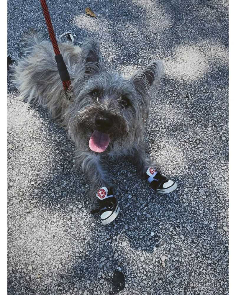 Cairn Terrier