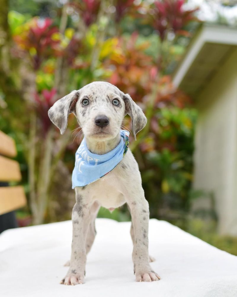 Catahoula Leopard Dog