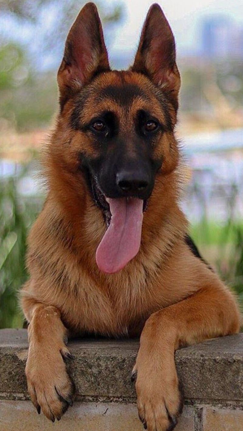 German Shepherd