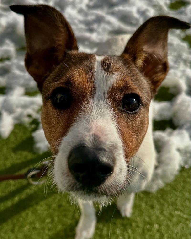 Jack Russell Terrier