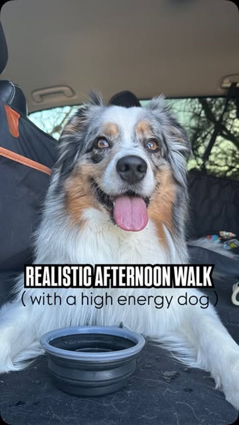 Australian Shepherd