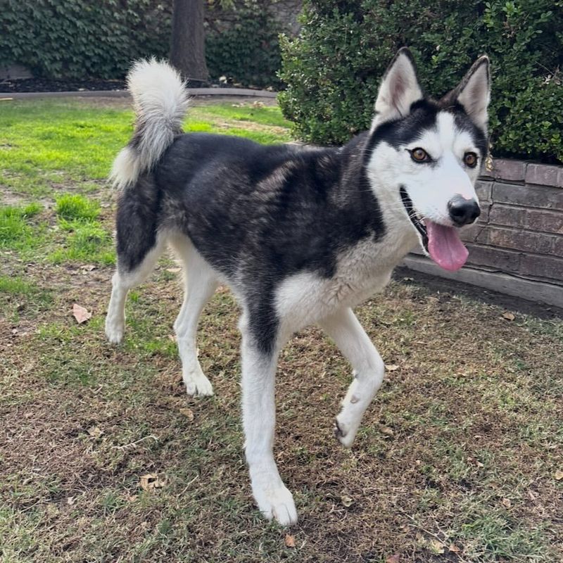 Siberian Husky