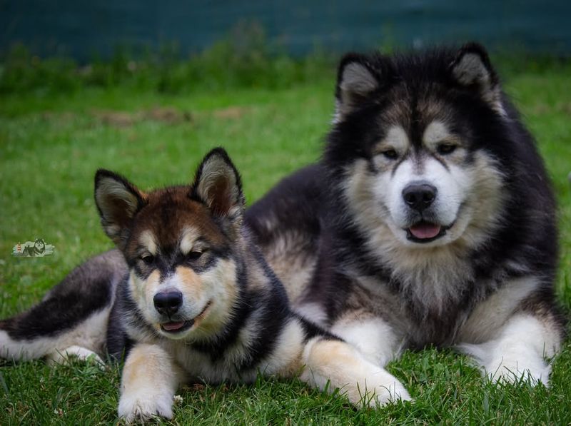 Alaskan Malamute