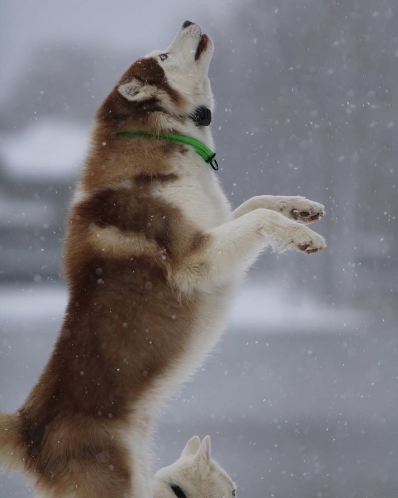 Siberian Husky