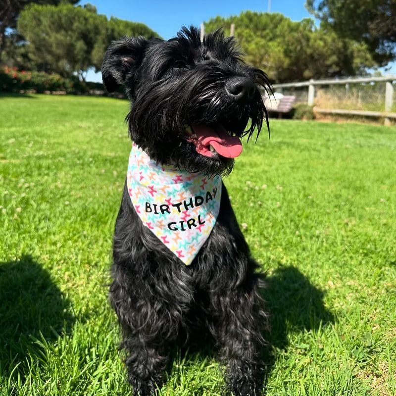 Miniature Schnauzer