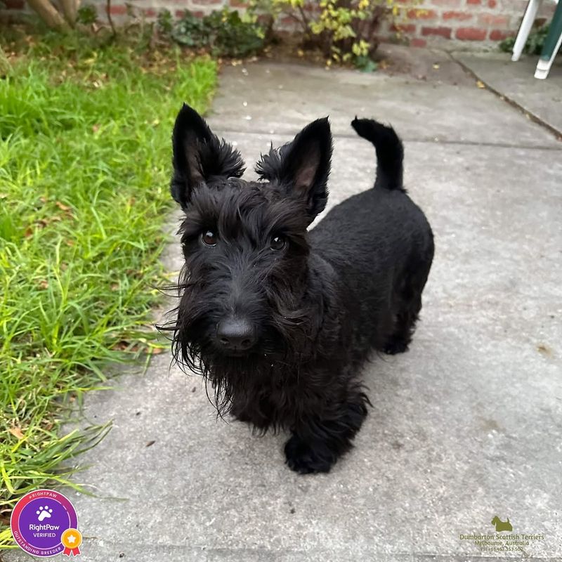 Scottish Terrier