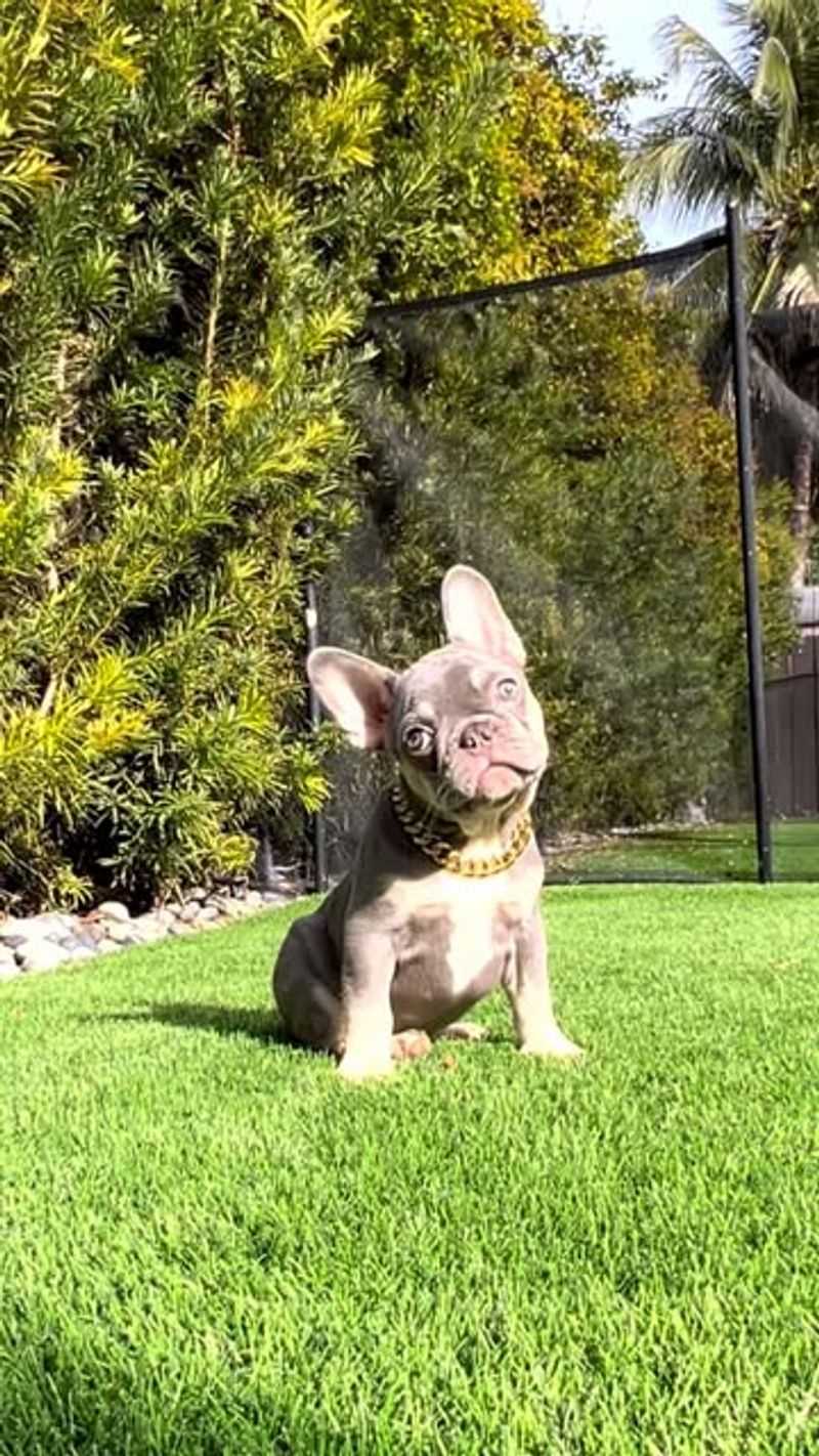 French Bulldog