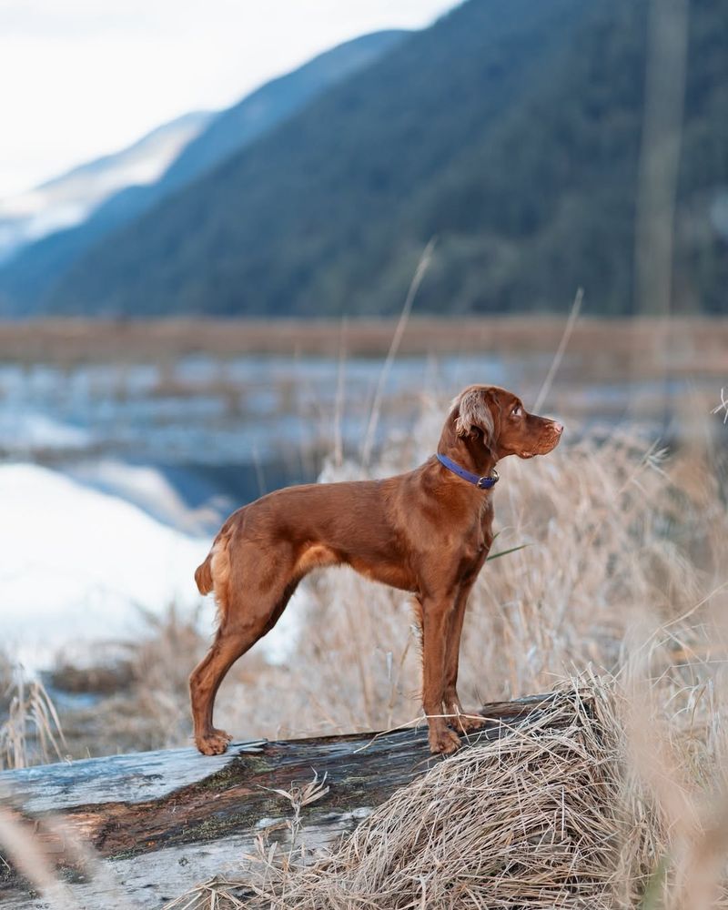 Vizsla