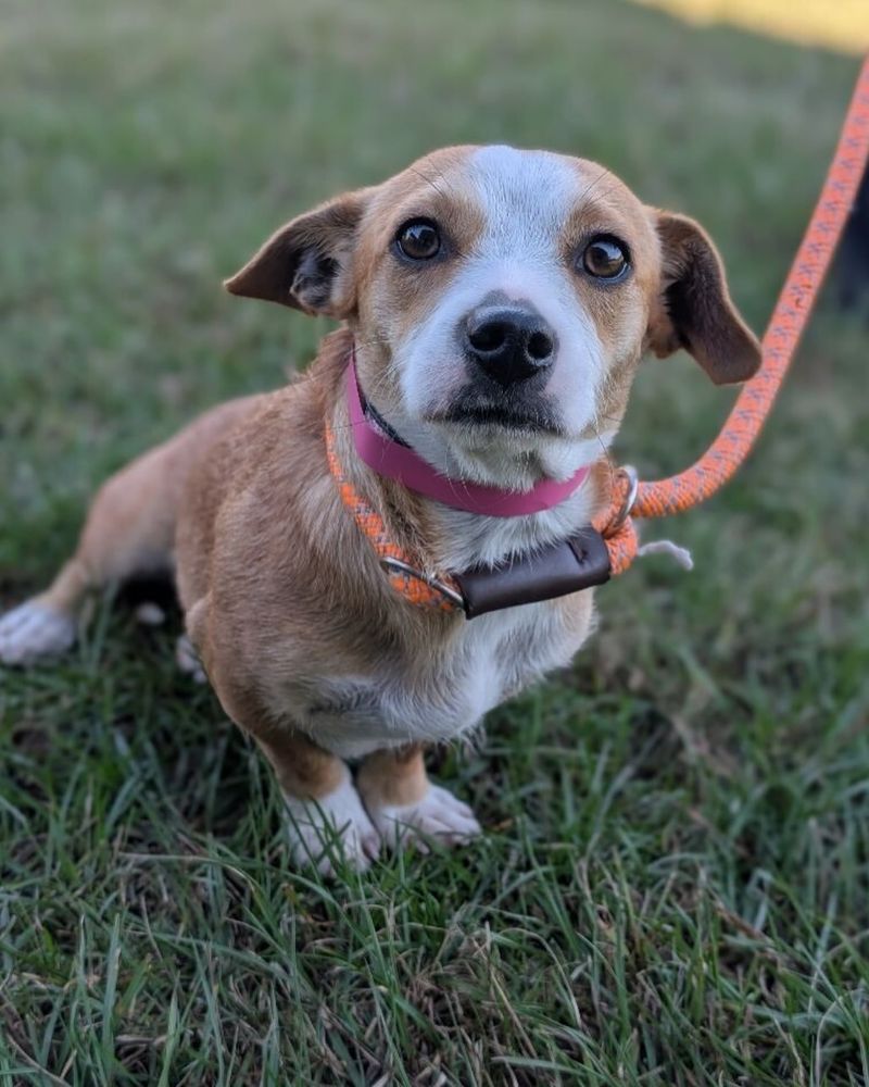 Jack Russell Terrier