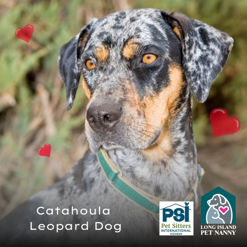 Catahoula Leopard Dog