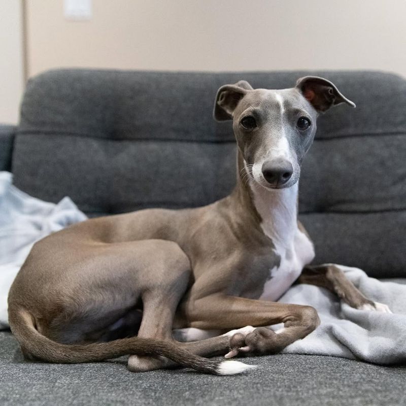 Italian Greyhound
