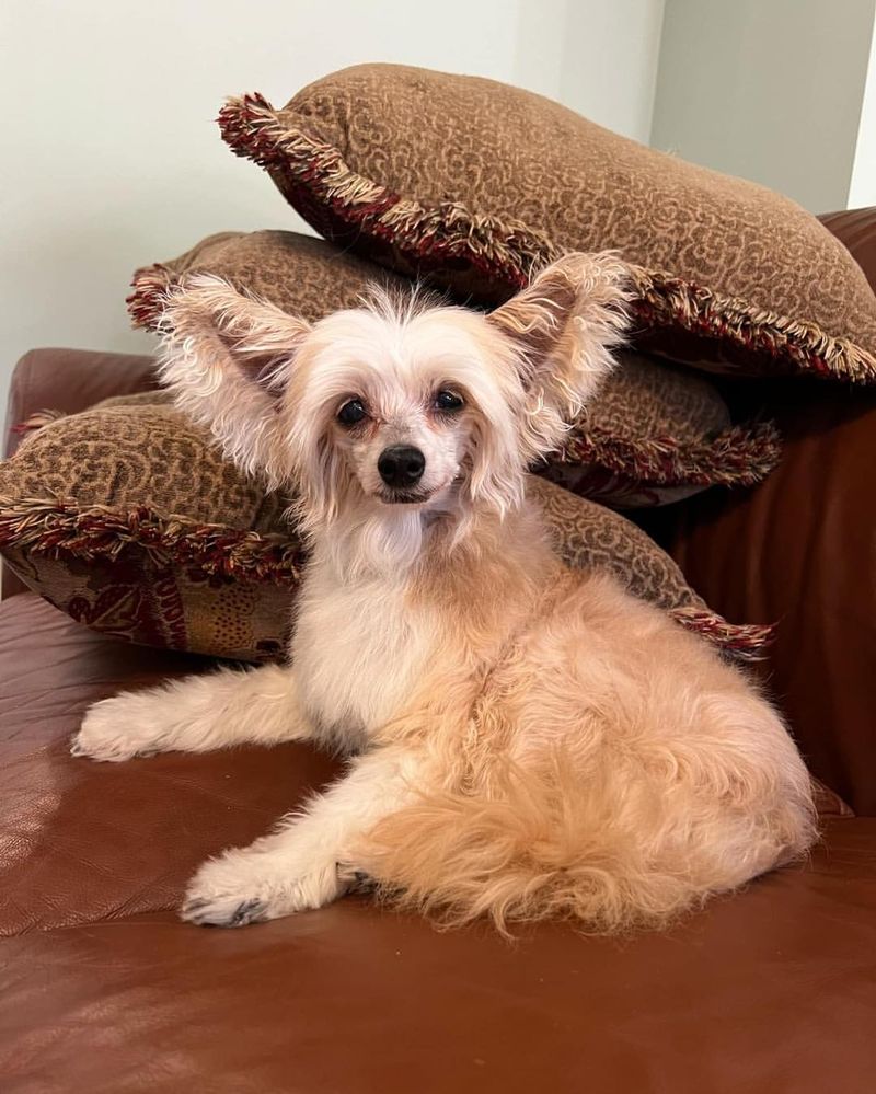 Chinese Crested