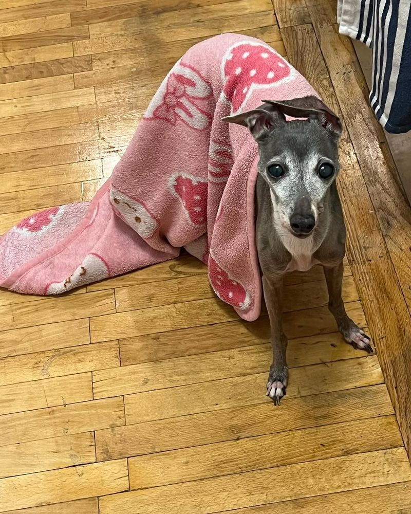 Italian Greyhound