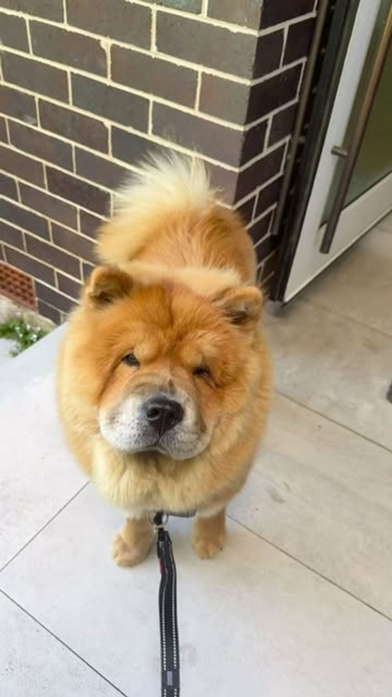 Chow Chow