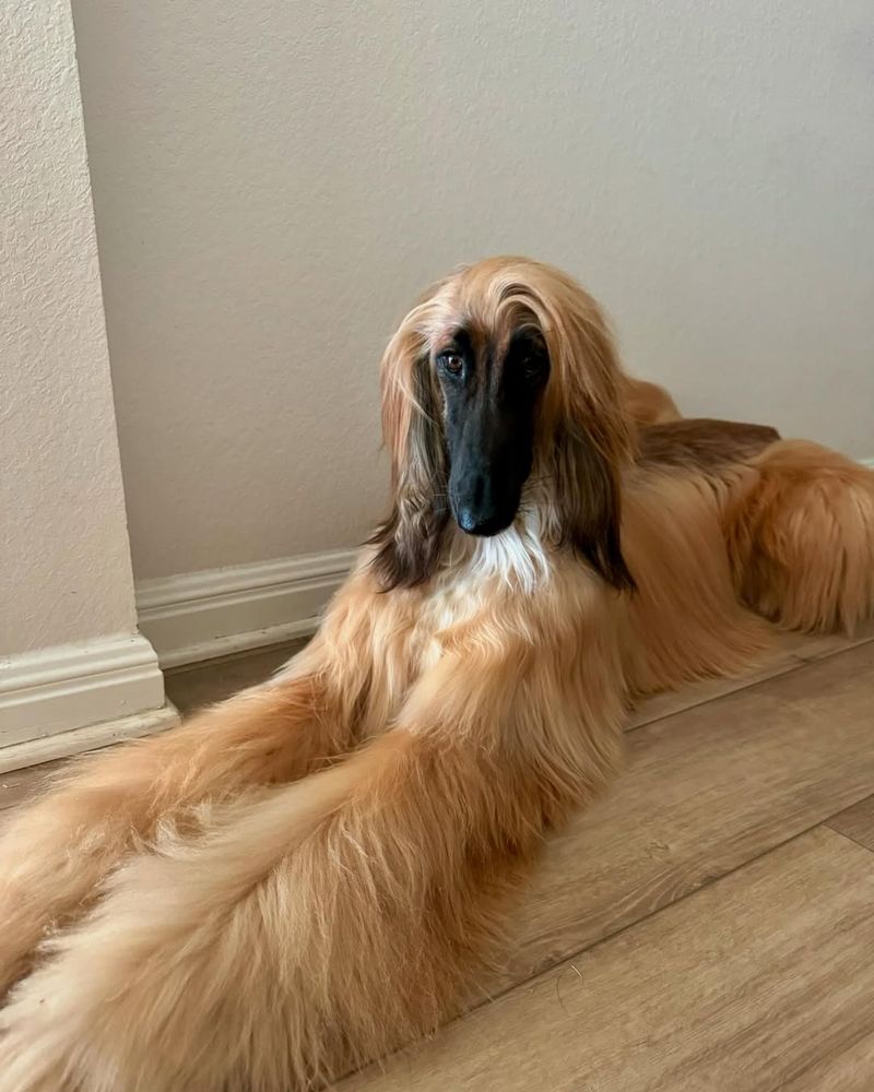Afghan Hound