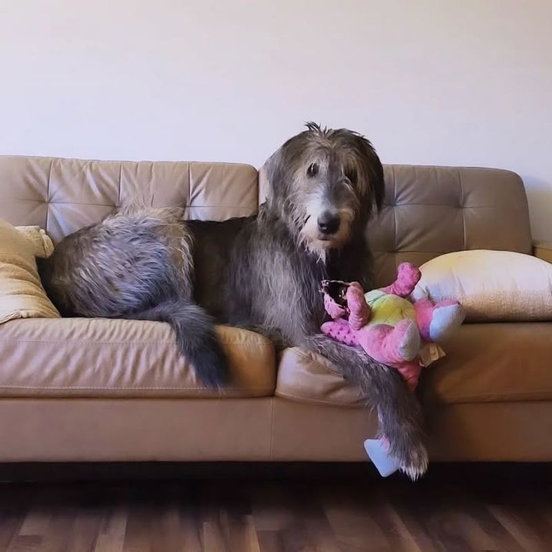 Irish Wolfhound