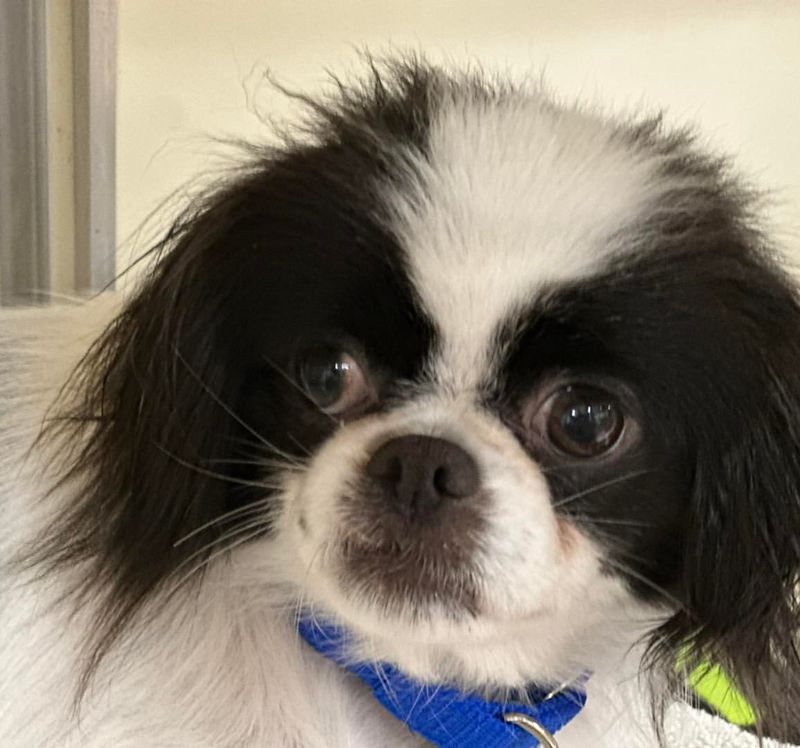 Japanese Chin