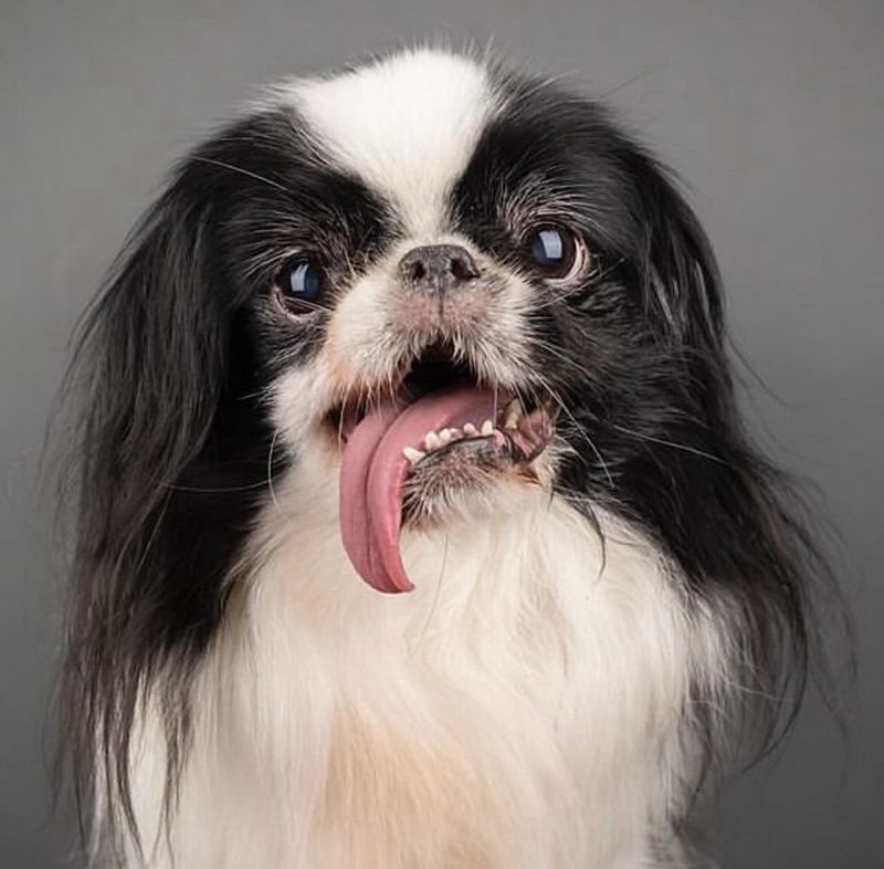 Japanese Chin