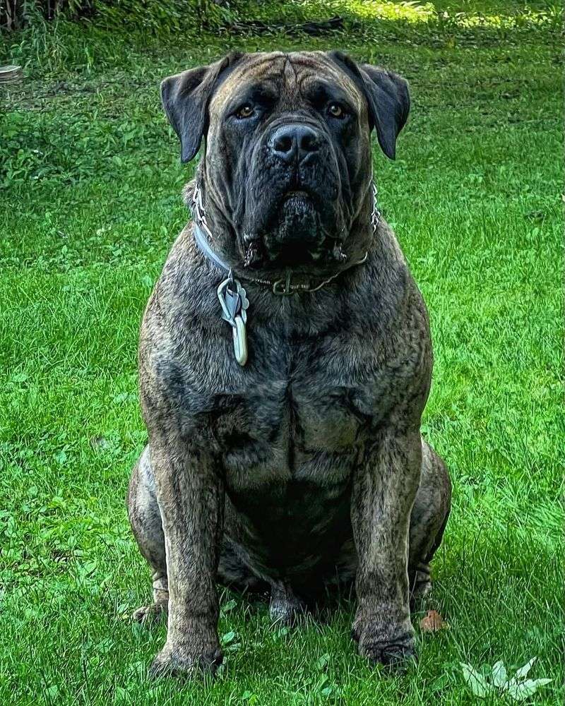 Boerboel