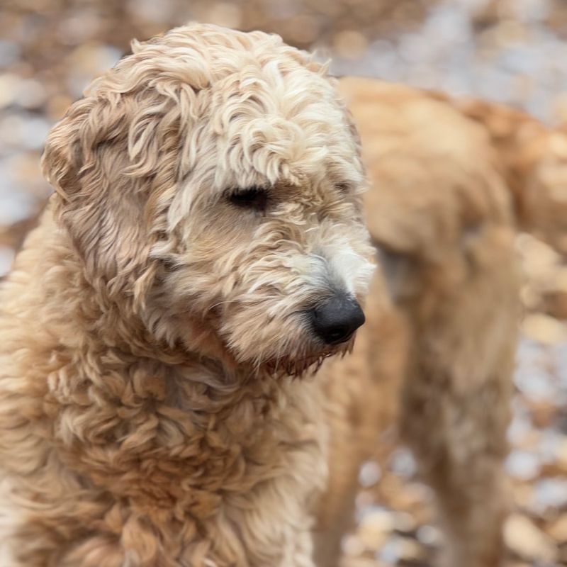 Komondor