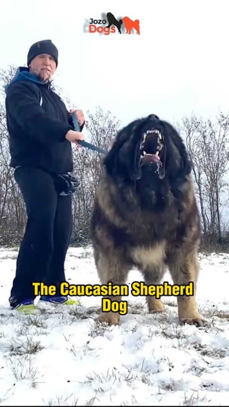 Caucasian Shepherd Dog