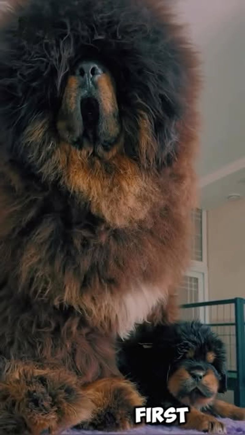 Tibetan Mastiff