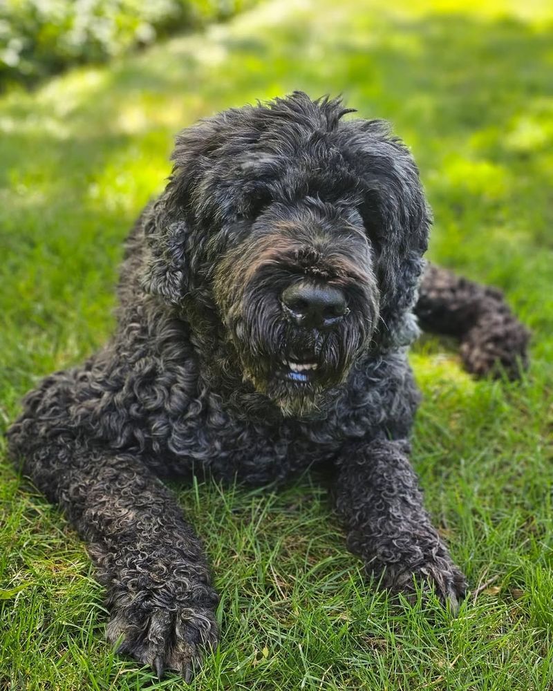 Black Russian Terrier