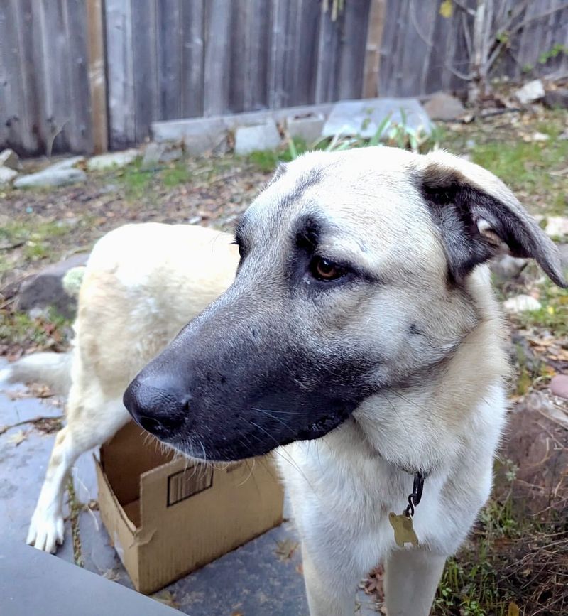 Anatolian Shepherd