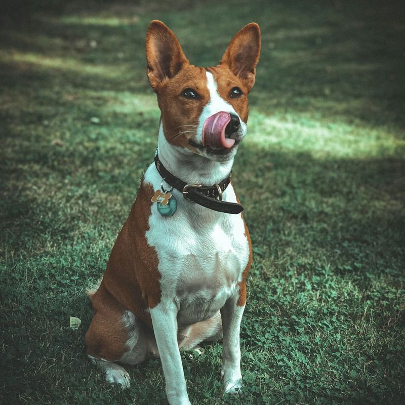 Basenji