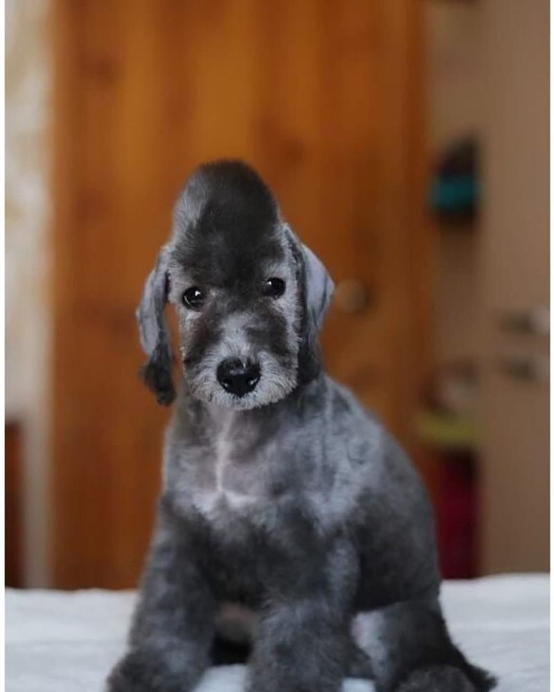 Bedlington Terrier