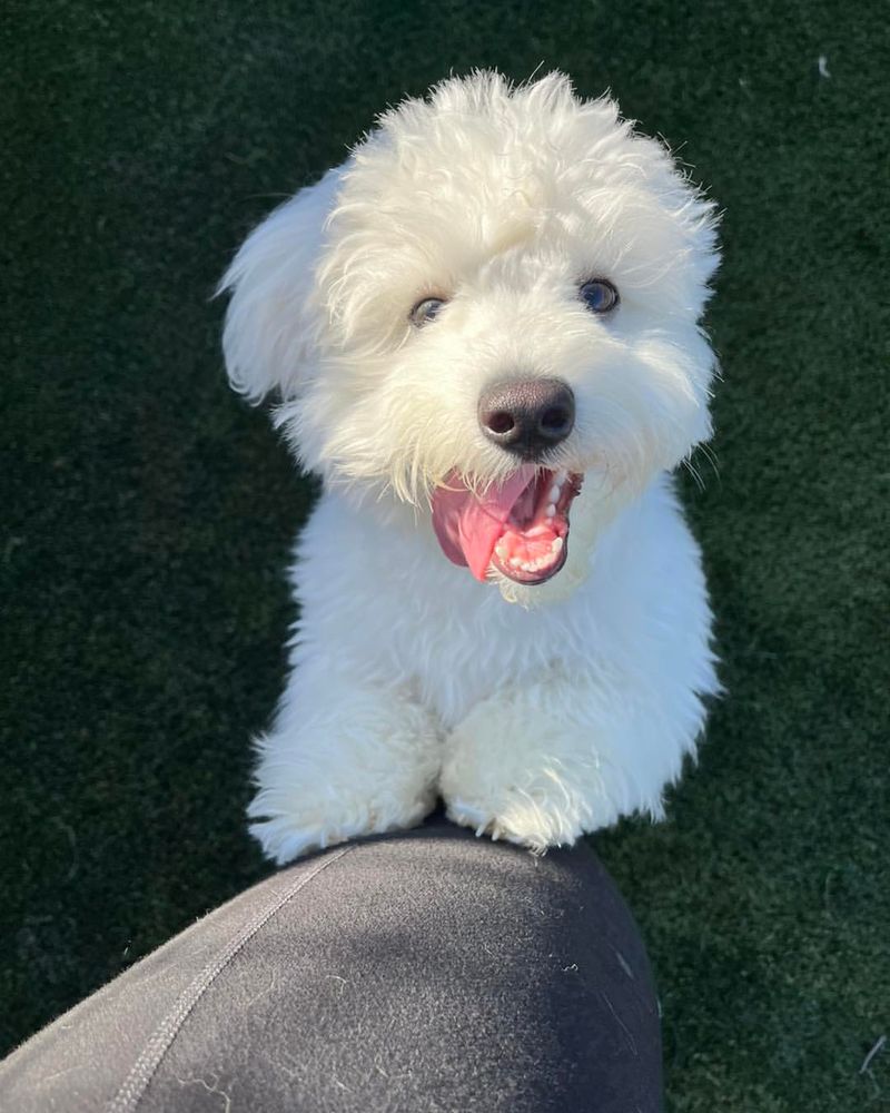 Coton de Tulear