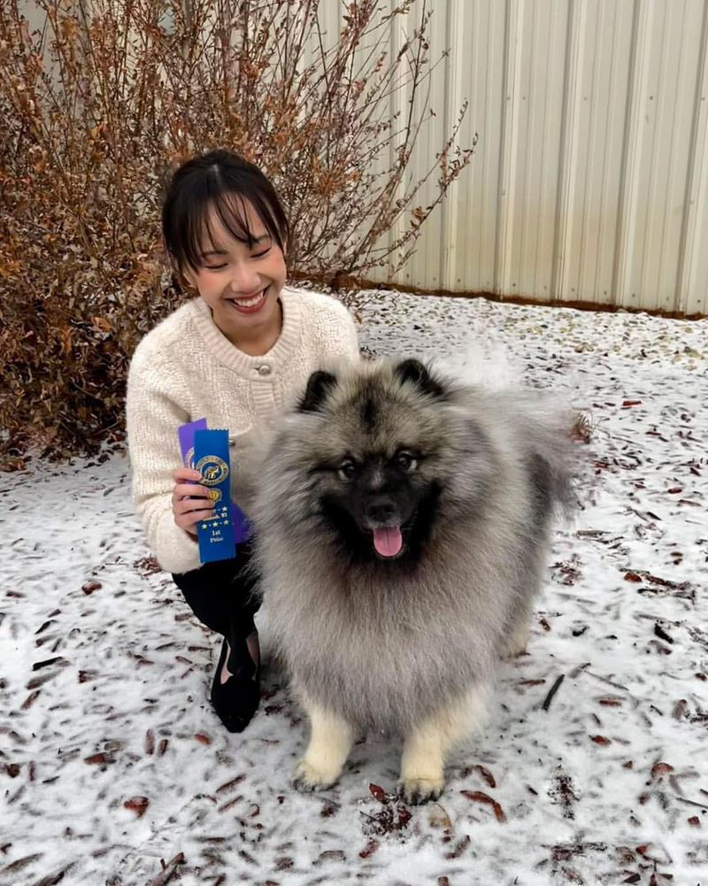 Keeshond