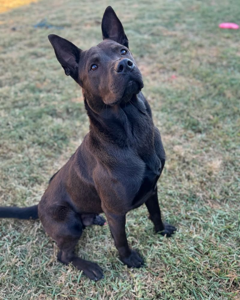 Thai Ridgeback